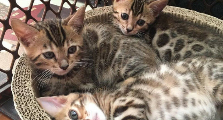 Premium Rosetted Bengal Kittens from TICA Registered Breeder
