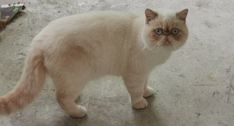 Exotic Shorthair kitten(REGISTERED)