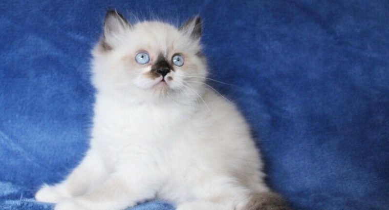 BOY RAGDOLL KITTENS ARE READY FOR ADOPTION