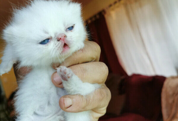 Exotic Persian kittens(TICA REGISTERED)