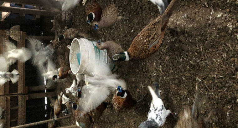 Laying ringneck pheasants for sale .