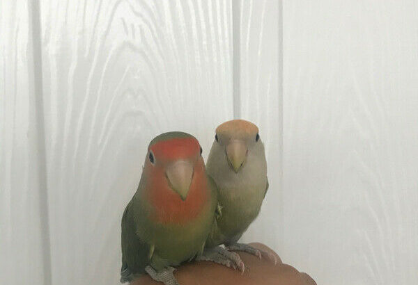 Love bird bonded pair