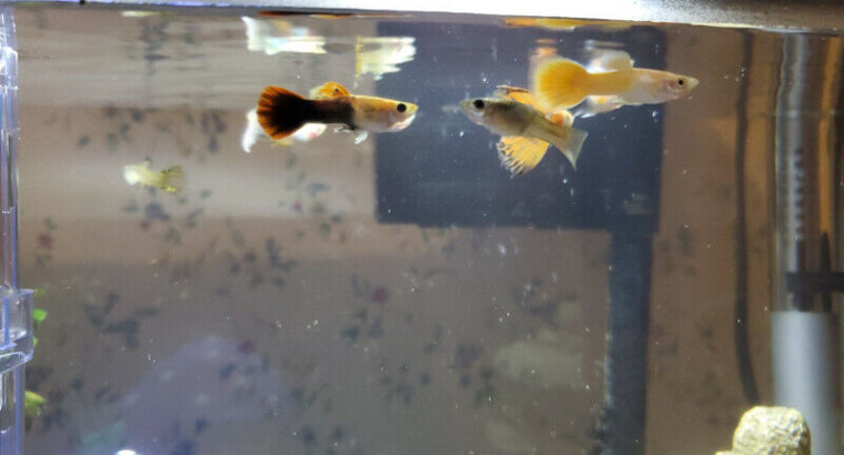 Beautiful Guppy Fish for Sale