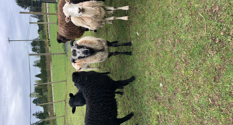 Shetland/Shetland Mix Sheep for Sale