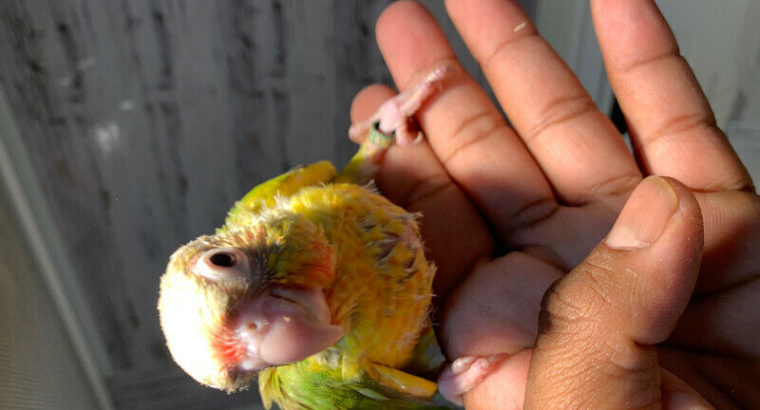 Conure baby sale all handfeed