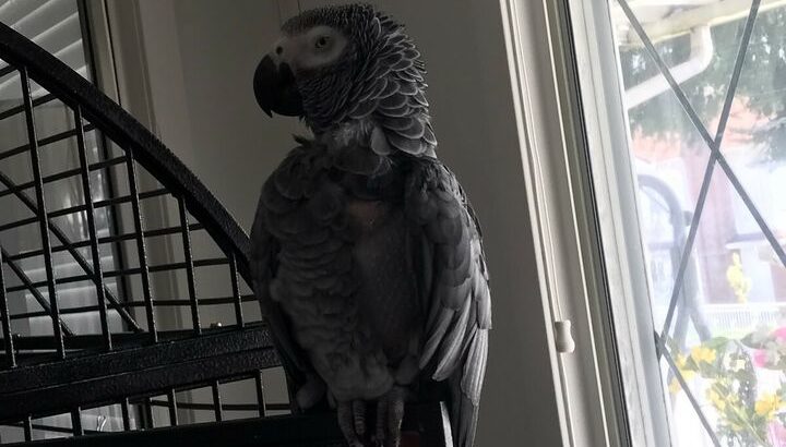 Female african grey