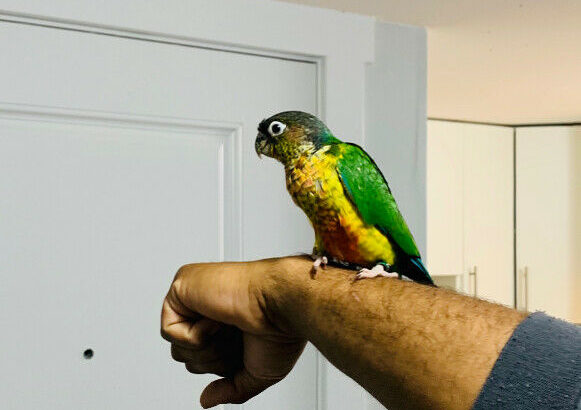 Yellow sided conure baby handtame