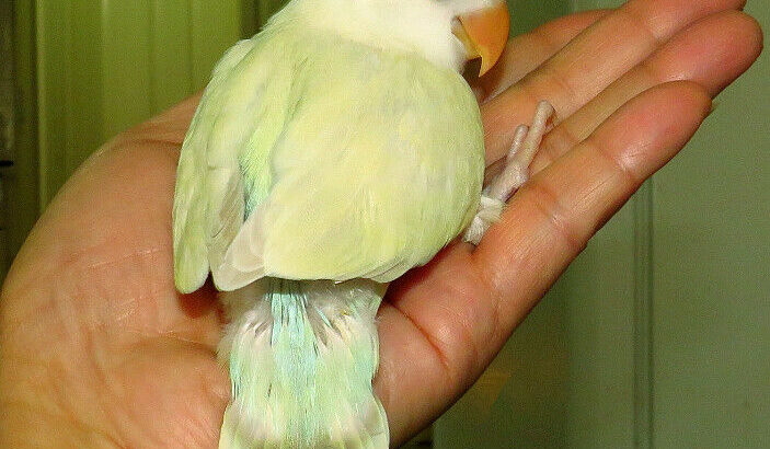 SUPER TAME handfed baby lovebird (whiteface lacewing)==ON HOLD