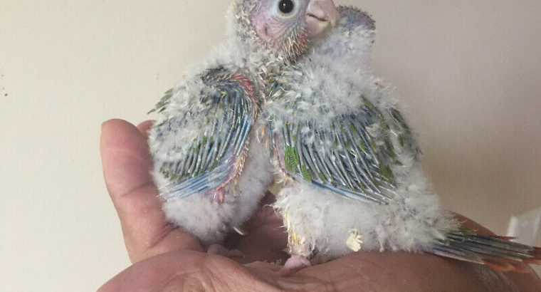 Baby Conures