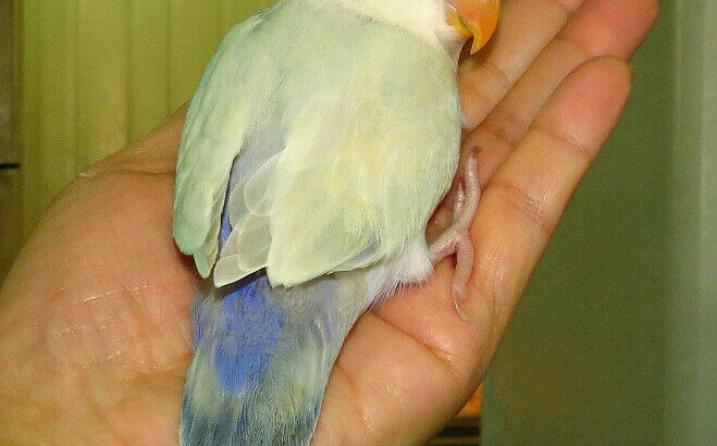 handfed baby lovebird (whitefaced)==ON HOLD