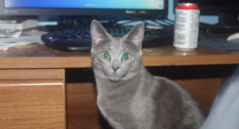 Russian blue kittens