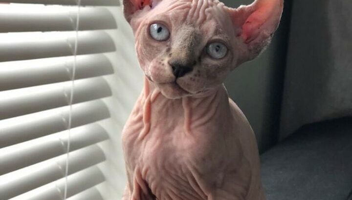 Sphynx Elf cat