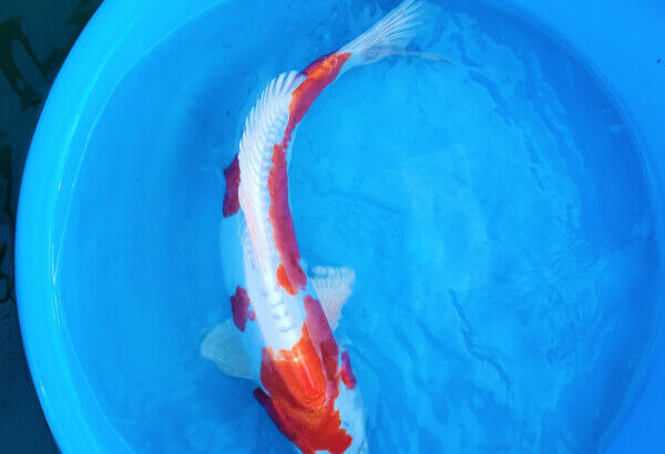 NEW JAPAN SHIPMENT**HIGH QUALITY KOI FISH SALE**