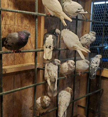High flyer pigeons