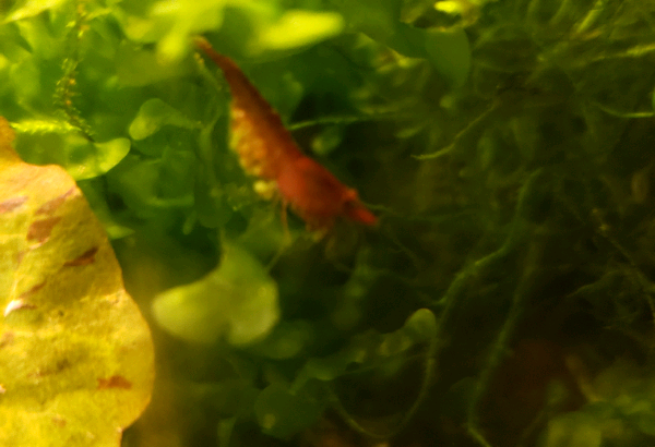 Cherry shrimp for sale