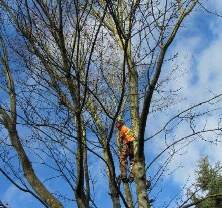 PROFESSIONAL HEDGE & SHRUB TRIMMING SERVICE – RELIABLE SERVICE