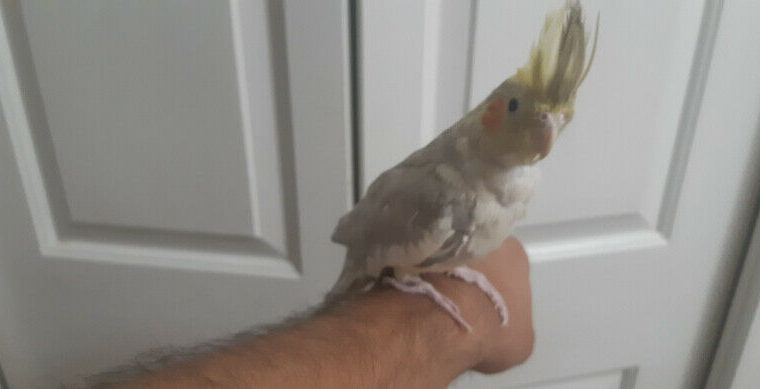 Cockatiel Hand Raised Baby