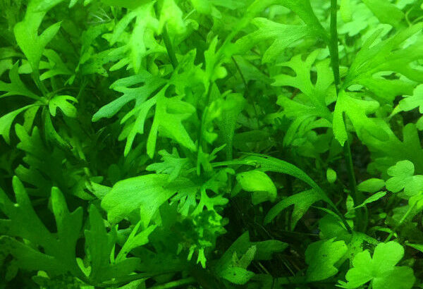 Aquarium plants.