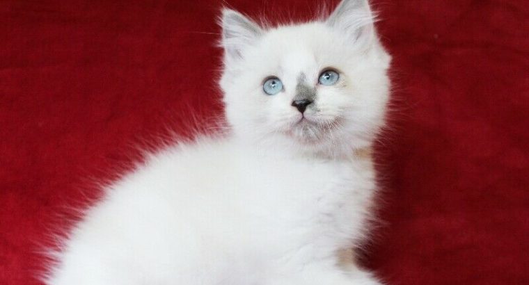 Bicoloured Ragdoll Male Kittens