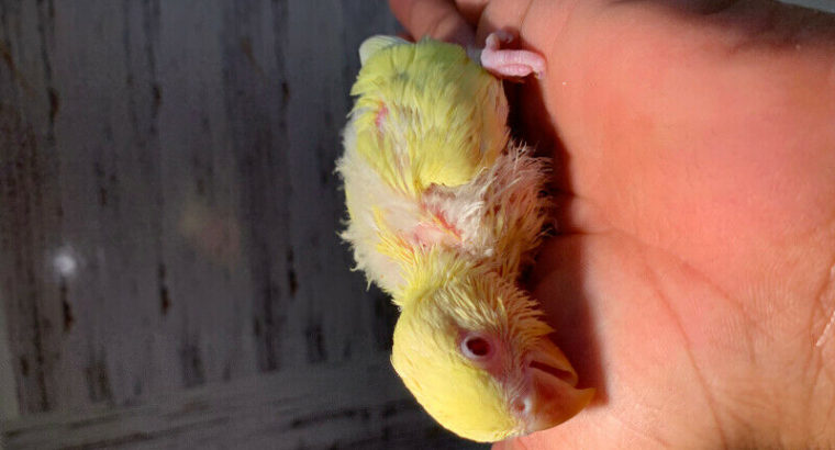 Lovebird babby yellow