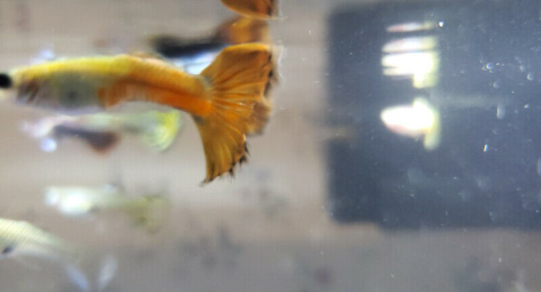 Beautiful Guppy Fish for Sale