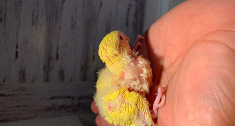 Lovebird babby yellow