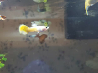 Beautiful Guppy Fish for Sale