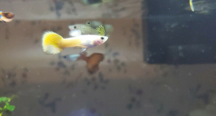 Beautiful Guppy Fish for Sale