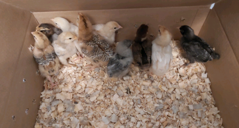 Baby chickens.