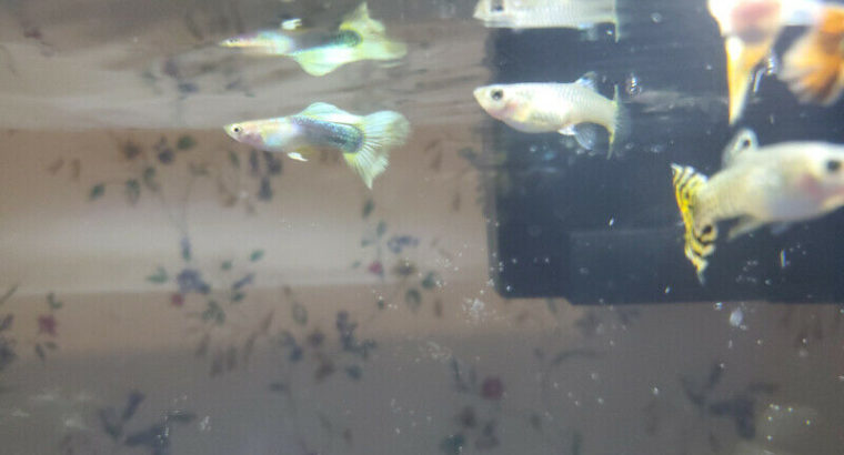 Beautiful Guppy Fish for Sale