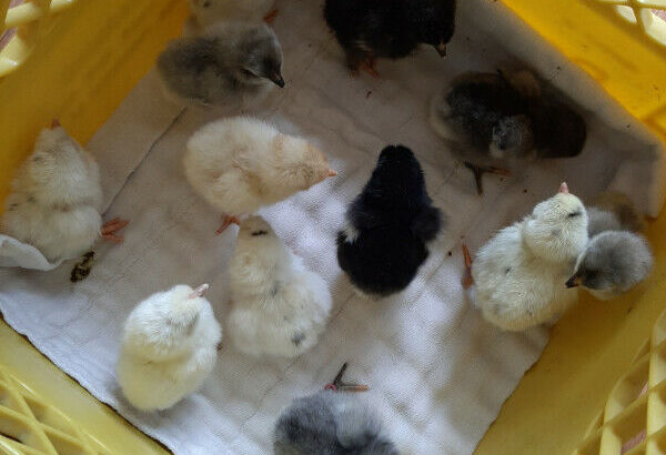 Chicks for sale