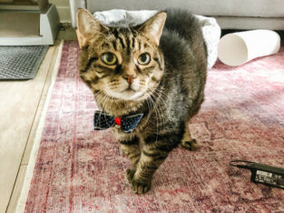 Tabby cat in need of home