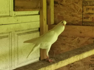 Pigeon pouter