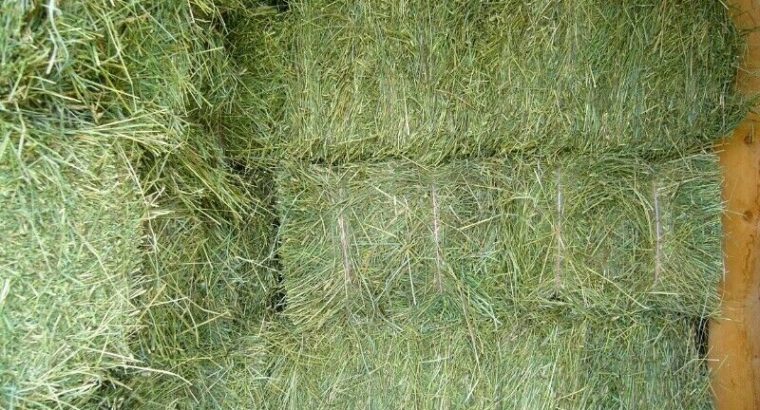 $12 Small Square Hay bales. Alberta Hay Shipped in Dry Van