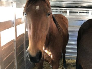 Wanted: Wanted To Purchase Standardbred Horses