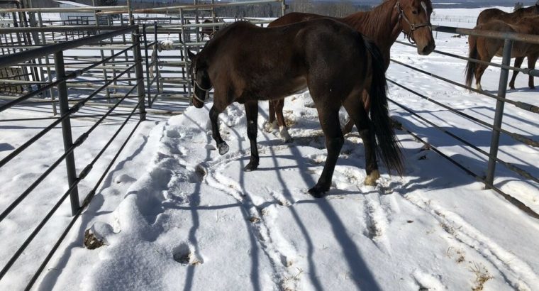 Wanted: Wanted To Purchase Standardbred Horses