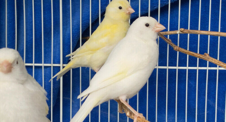 White and Yellow Canary Babies