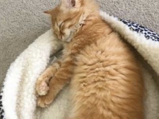 Wanted: ISO orange male tabby kitten