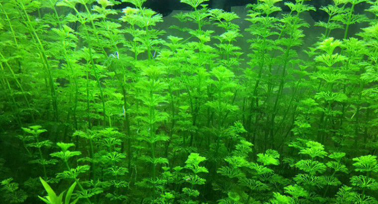 Aquarium plants.