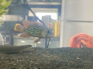 Cichlid Beautiful blue and yellow