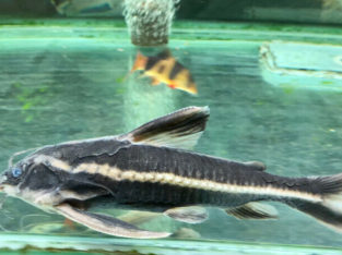 Striped Raphael Catfish !