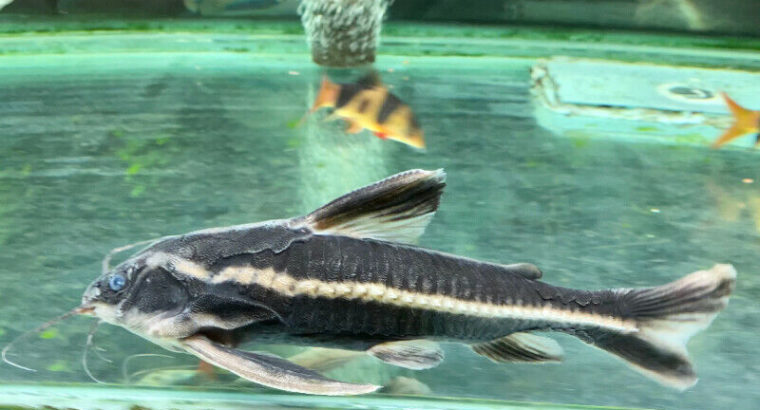 Striped Raphael Catfish !