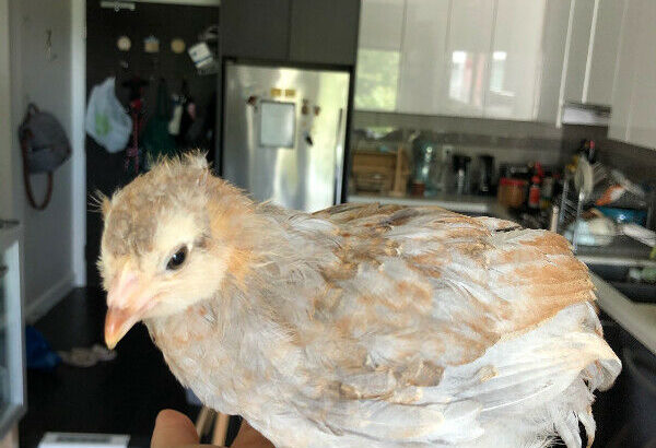 Free ~8 week old Ameraucana chick. Looking for farms only.