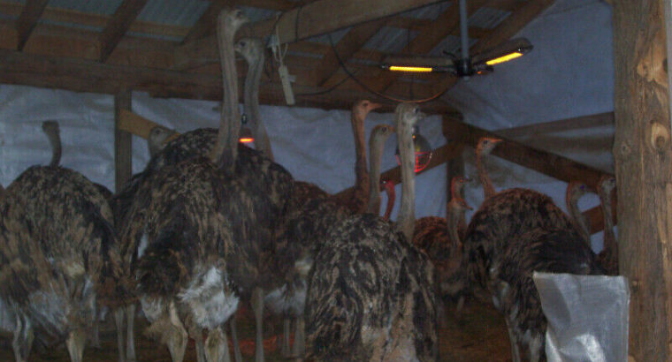 Ostrich Breeders for Sale