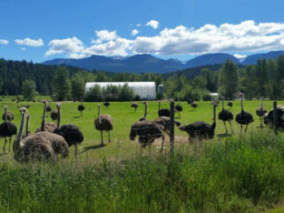 Ostrich Breeders for Sale