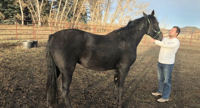 Wanted: Wanted To Purchase Standardbred Horses