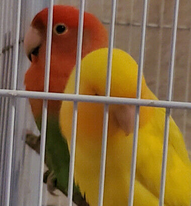 Tame and friendly proven pair breeding lovebirs