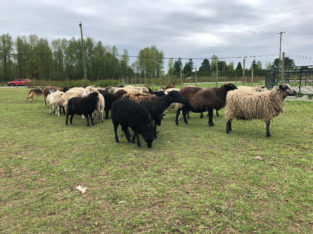 Shetland/Shetland Mix Sheep for Sale