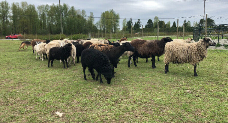 Shetland/Shetland Mix Sheep for Sale