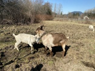 Alpine and Saanen Goat